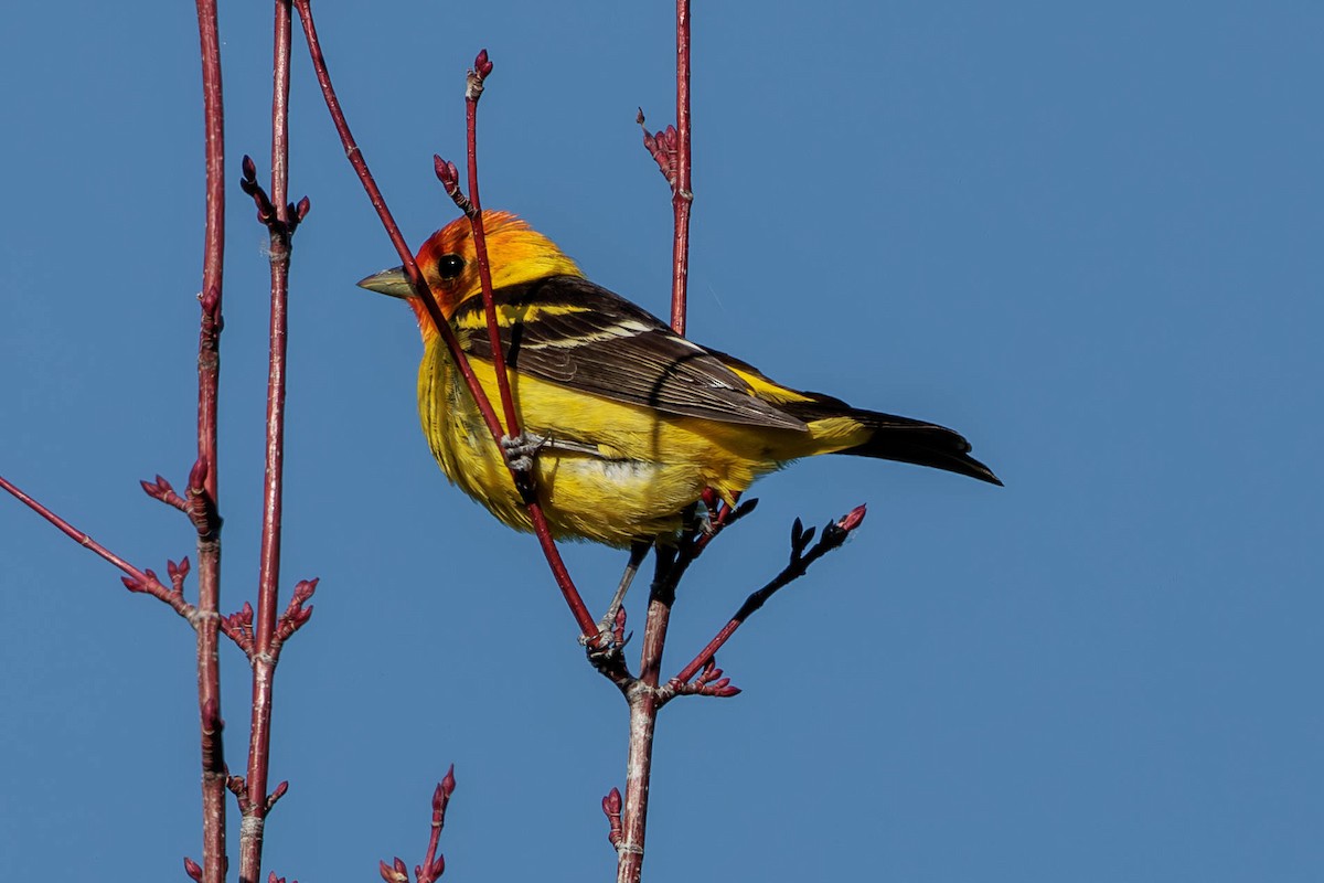 Western Tanager - ML620521399