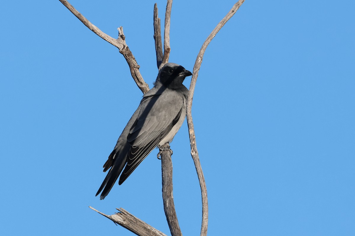 Black-faced Cuckooshrike - ML620521401