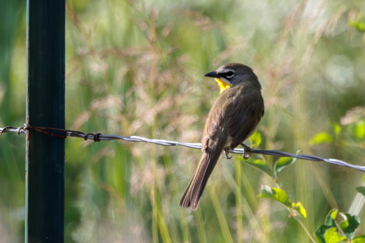 Yellow-breasted Chat - ML620521402