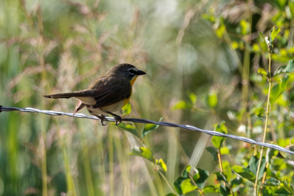 Yellow-breasted Chat - ML620521403