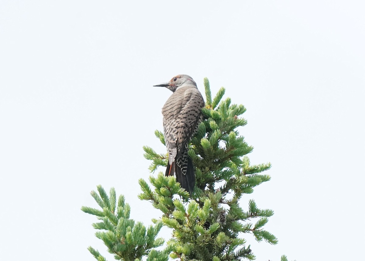 Northern Flicker - ML620521404