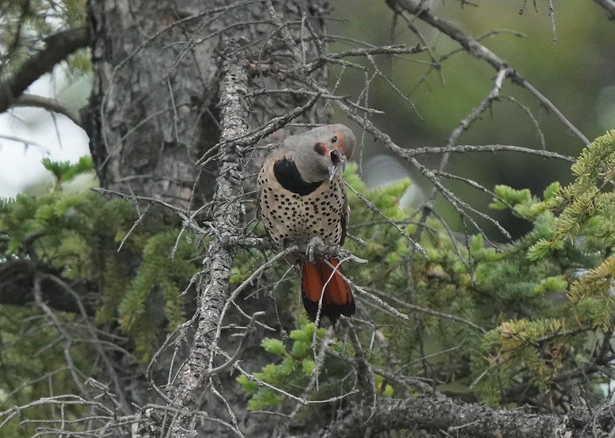 Northern Flicker - ML620521405