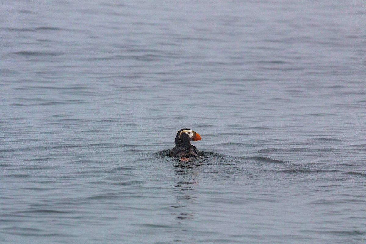 Tufted Puffin - ML620521409