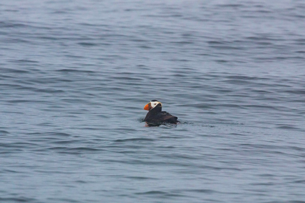 Tufted Puffin - ML620521410