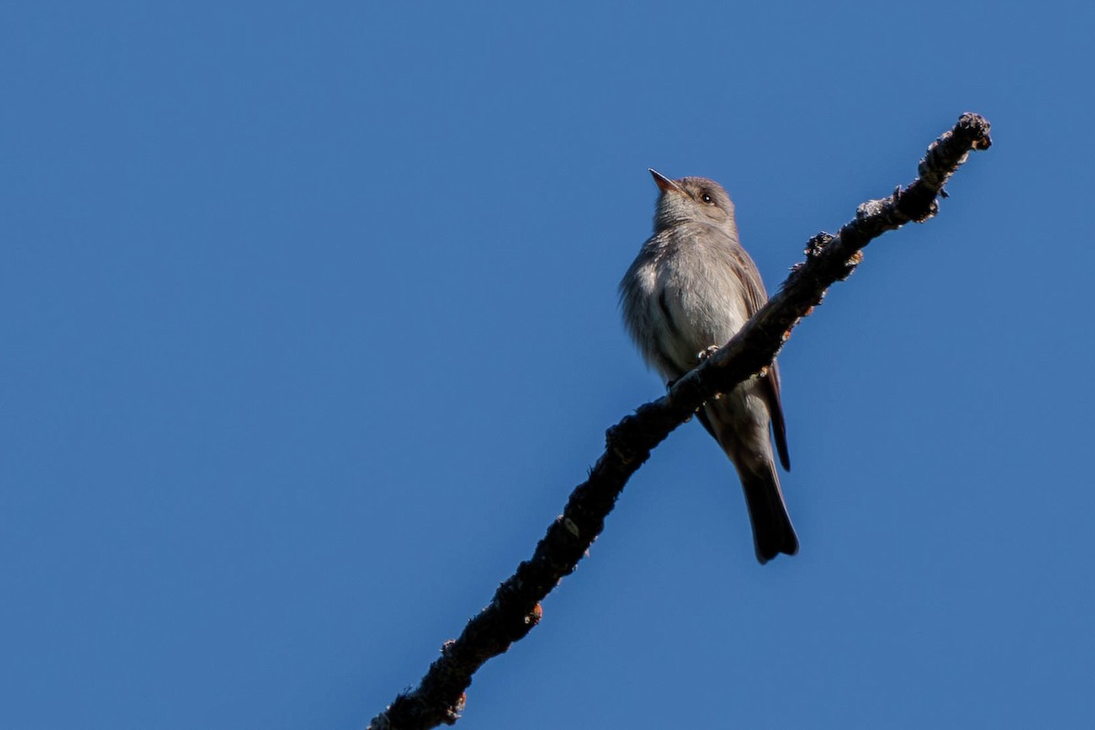 Western Wood-Pewee - ML620521413