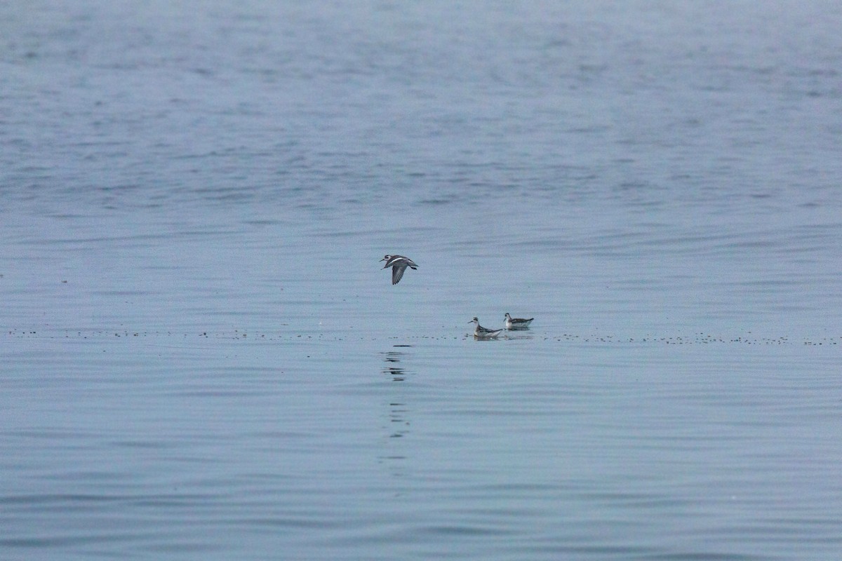 Red-necked Phalarope - ML620521415