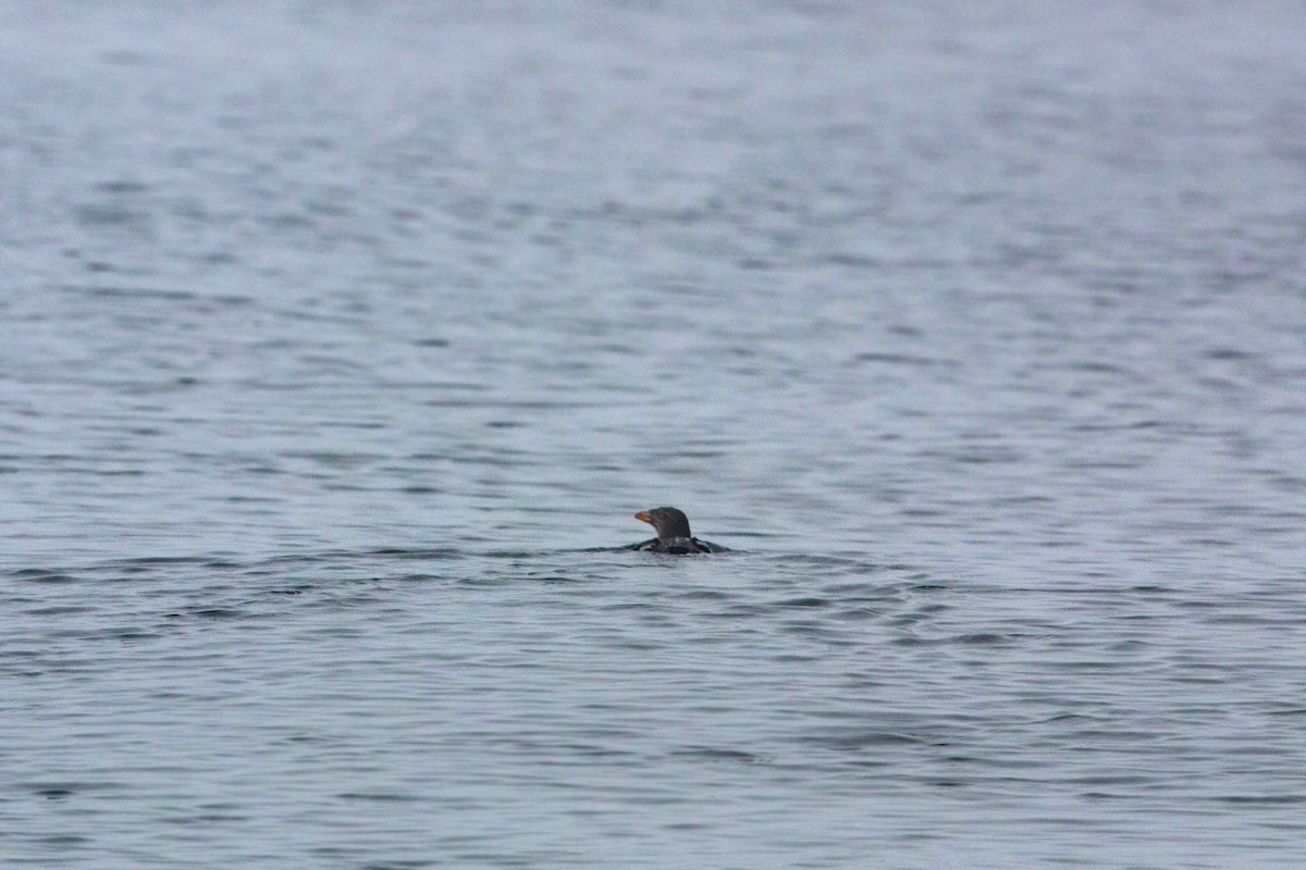 Rhinoceros Auklet - ML620521417