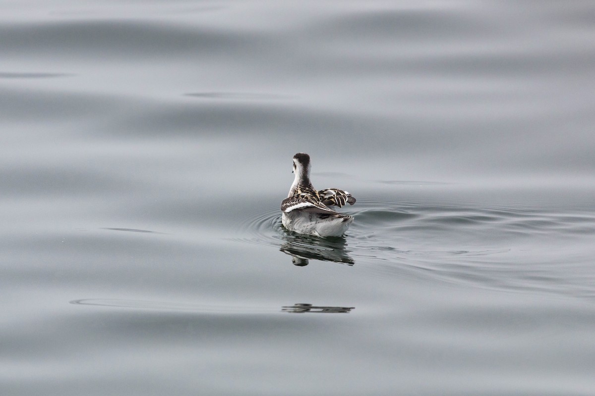 Phalarope à bec étroit - ML620521423