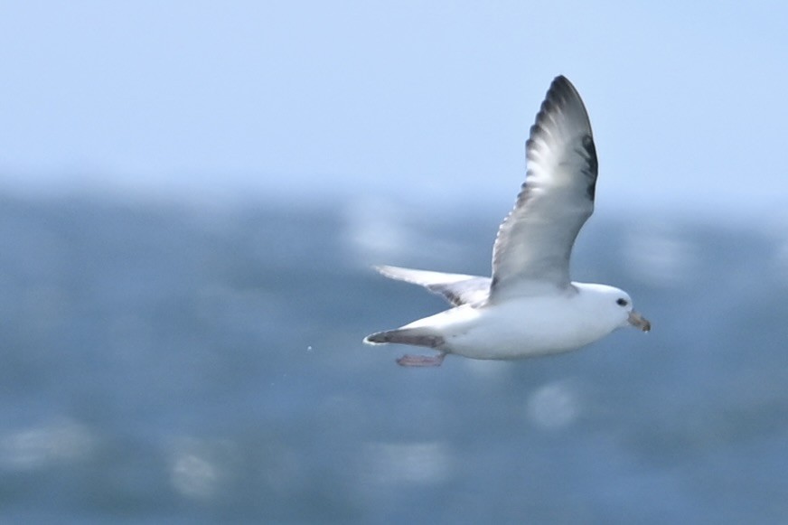 Northern Fulmar - ML620521427