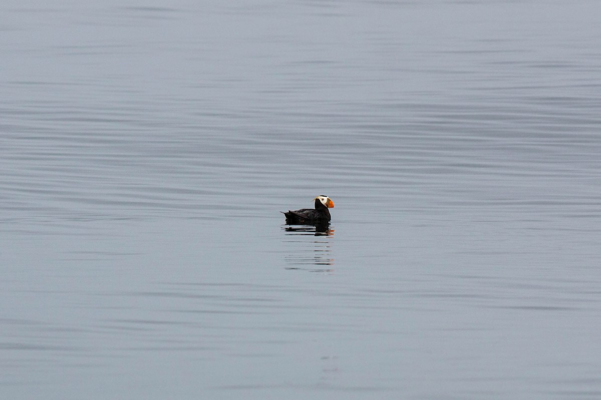 Tufted Puffin - ML620521434