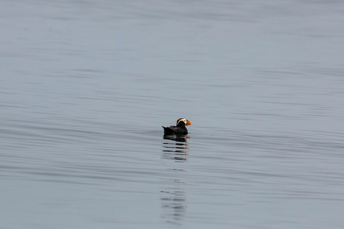 Tufted Puffin - ML620521435