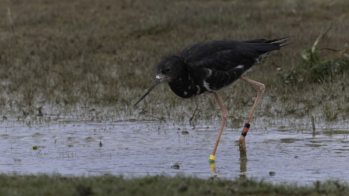 Black Stilt - ML620521436