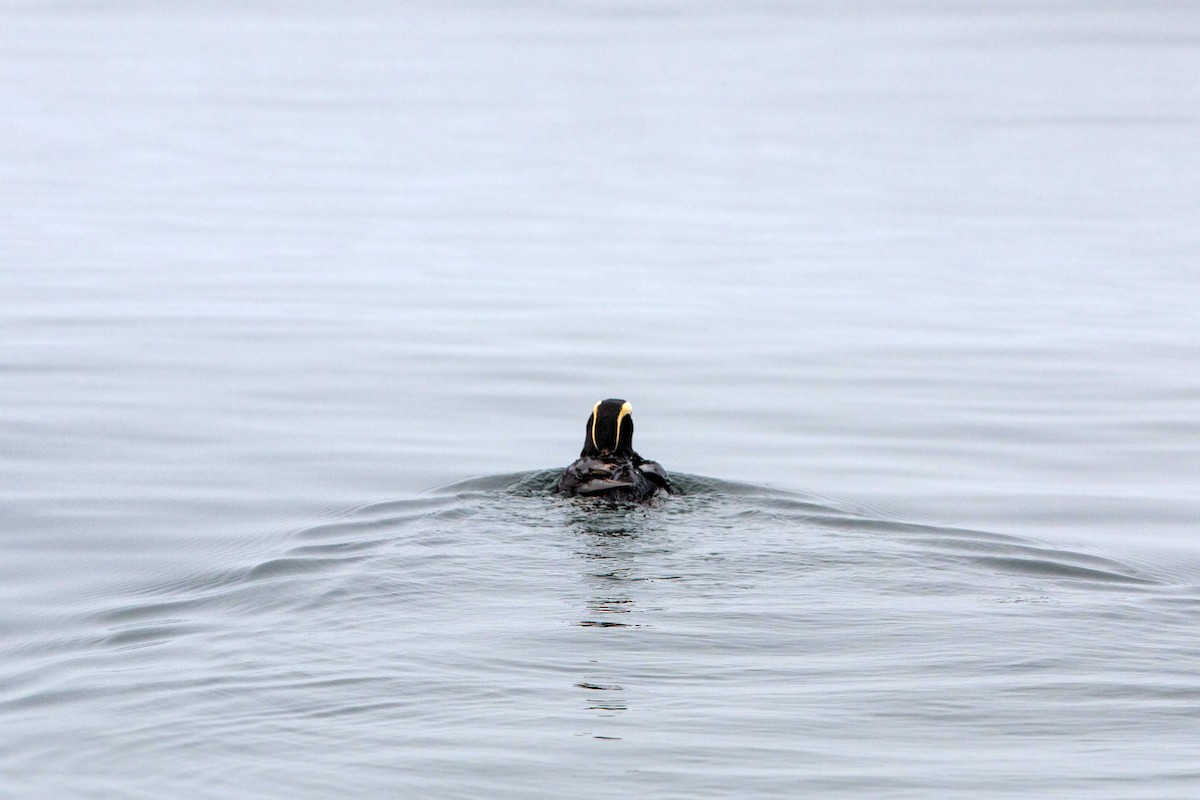 Tufted Puffin - ML620521442