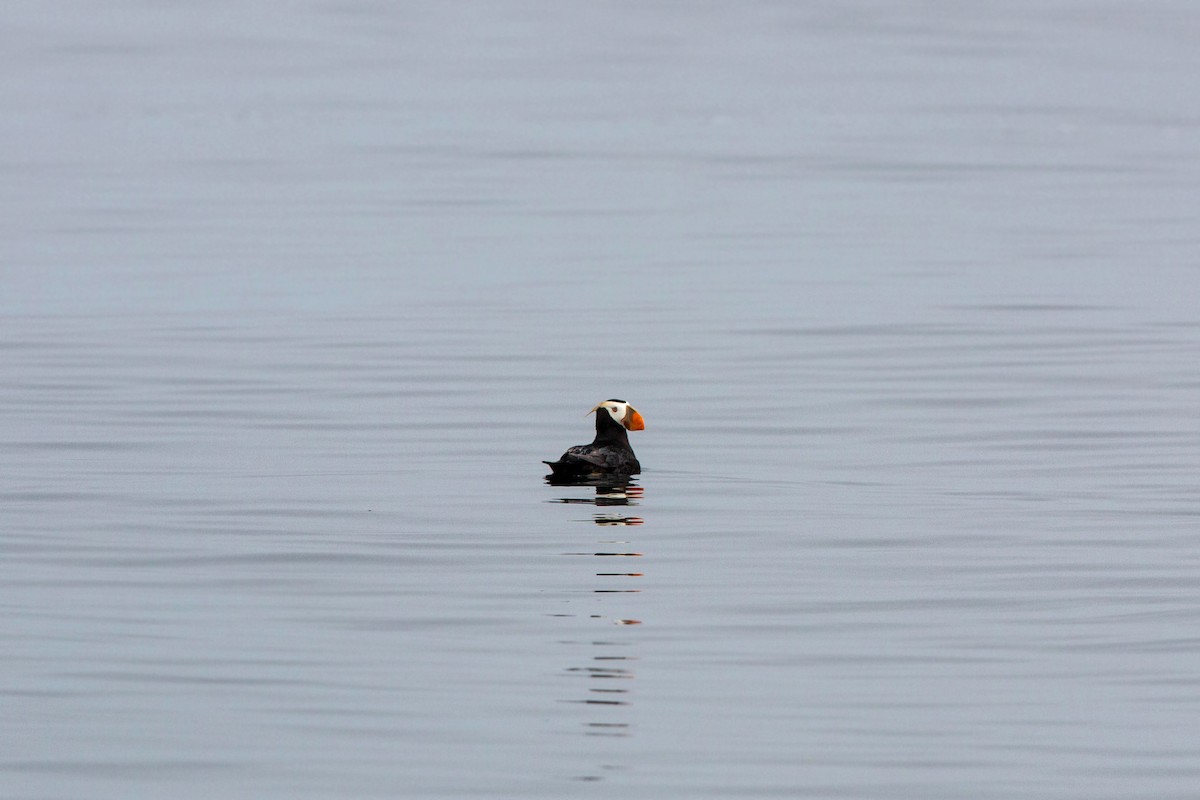Tufted Puffin - ML620521443