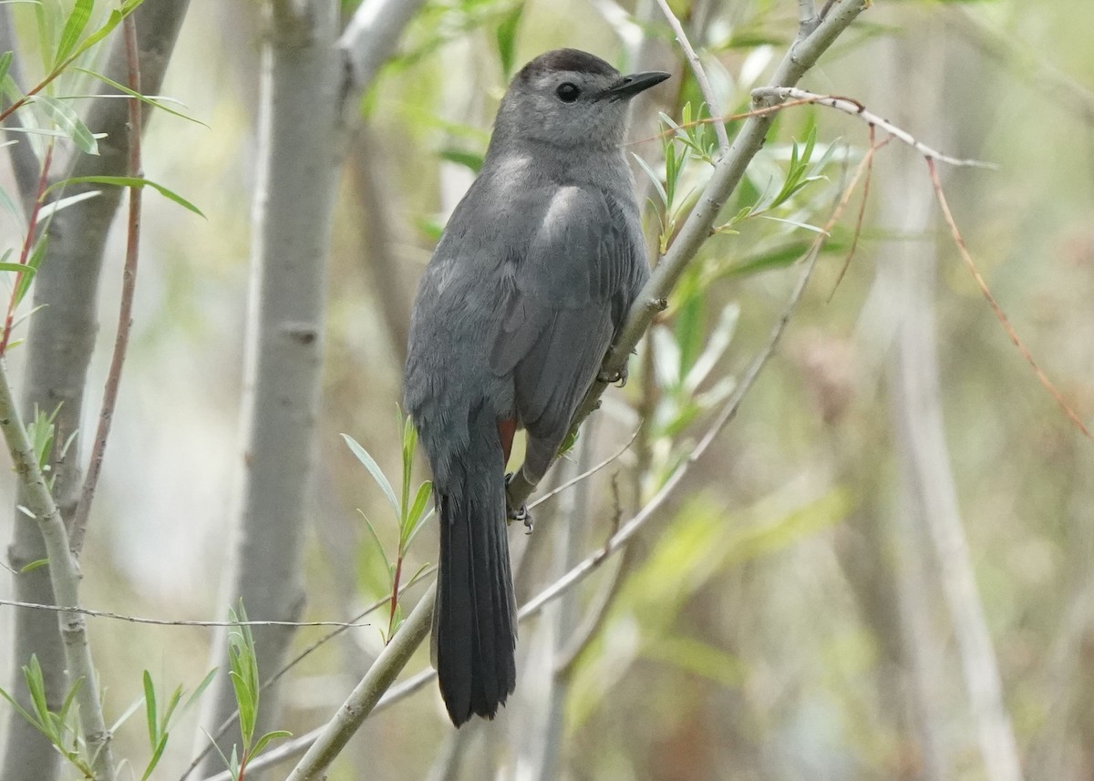 Pájaro Gato Gris - ML620521446