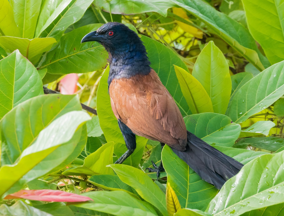 Greater Coucal - ML620521448