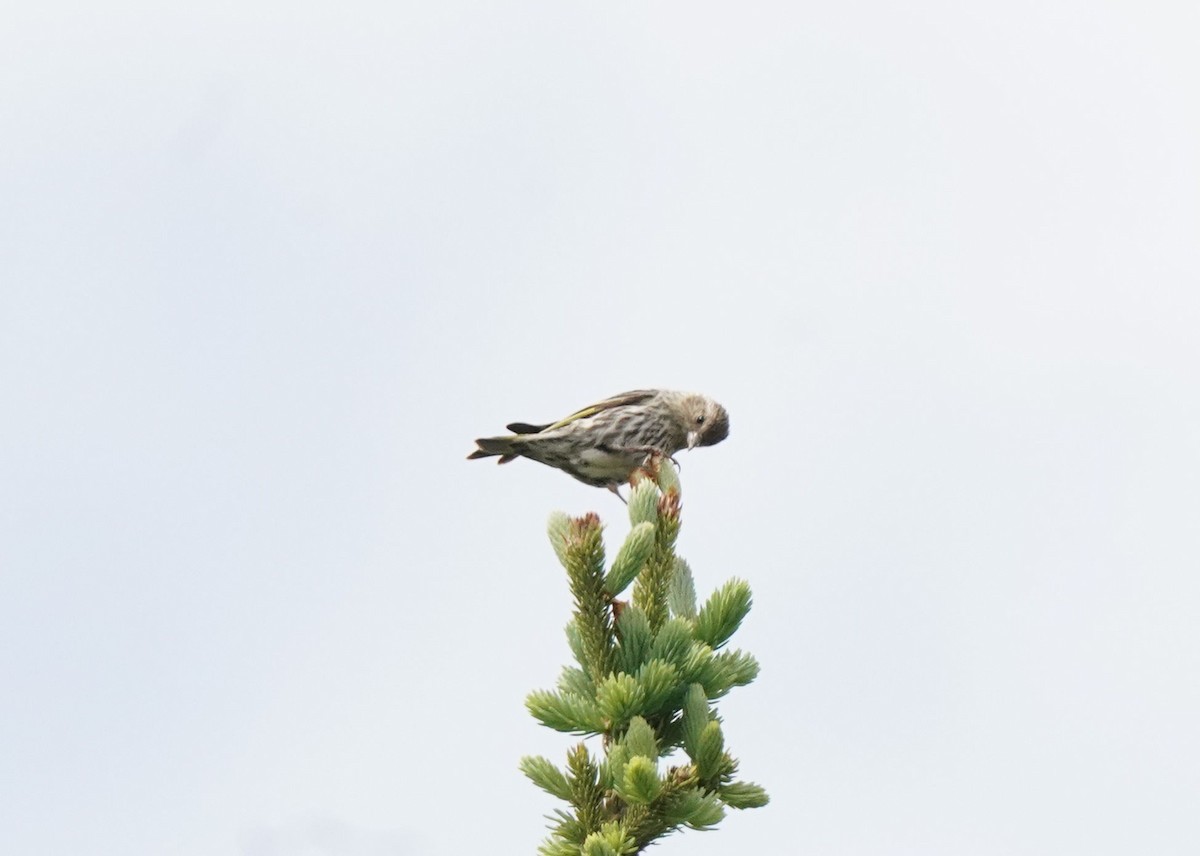 Pine Siskin - ML620521449