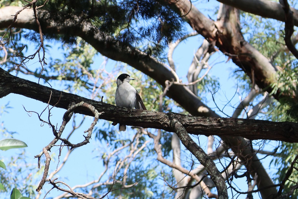 Gray Butcherbird - ML620521453