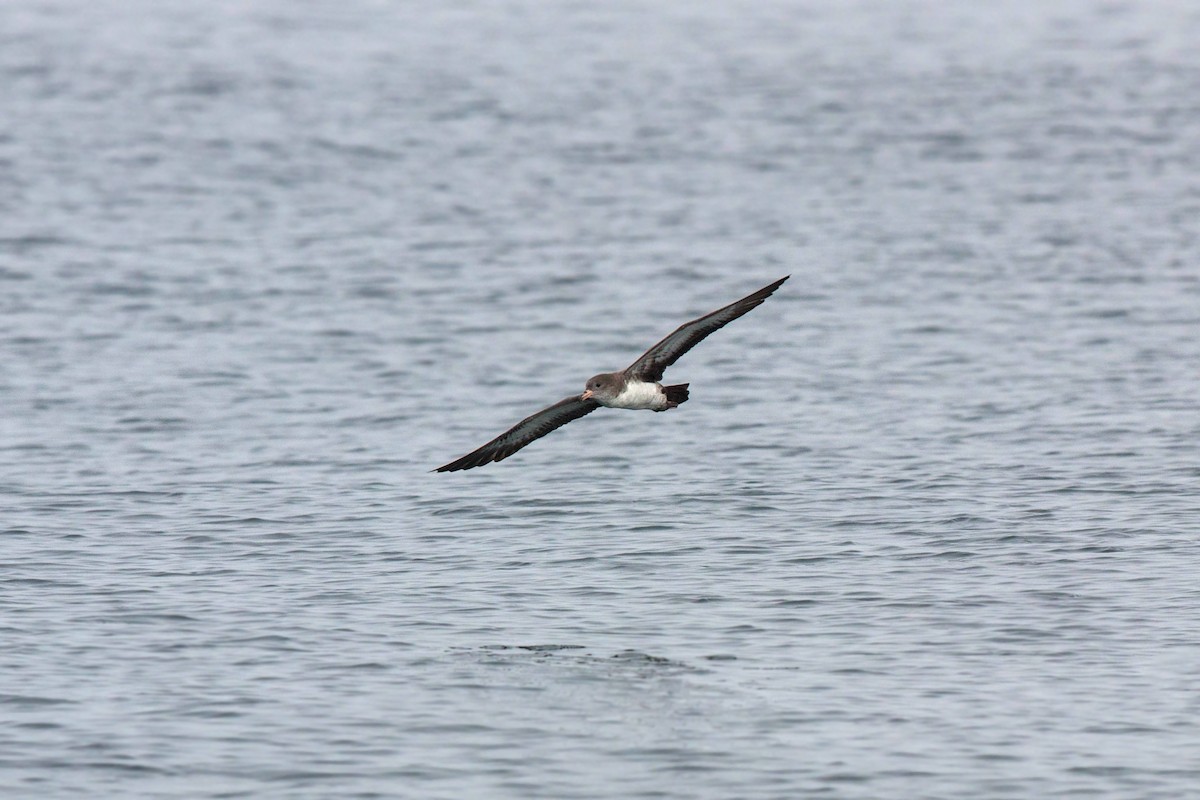 Pink-footed Shearwater - ML620521454