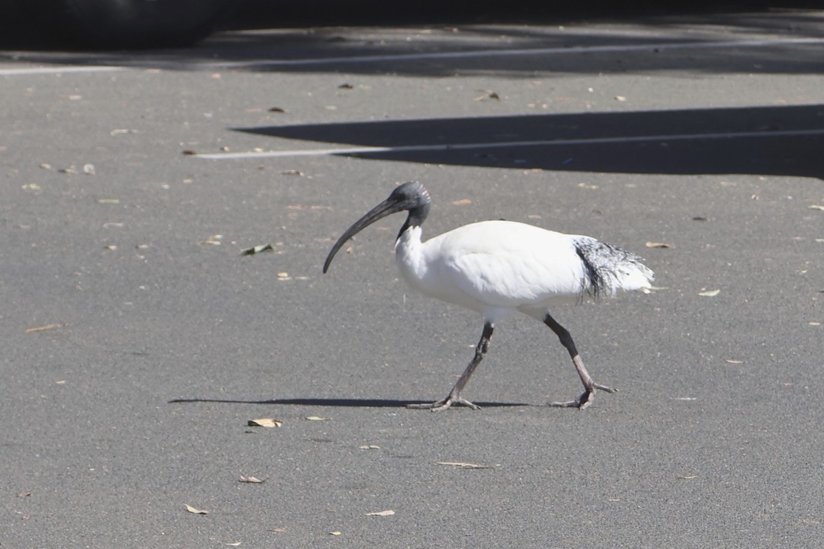 Australian Ibis - ML620521456