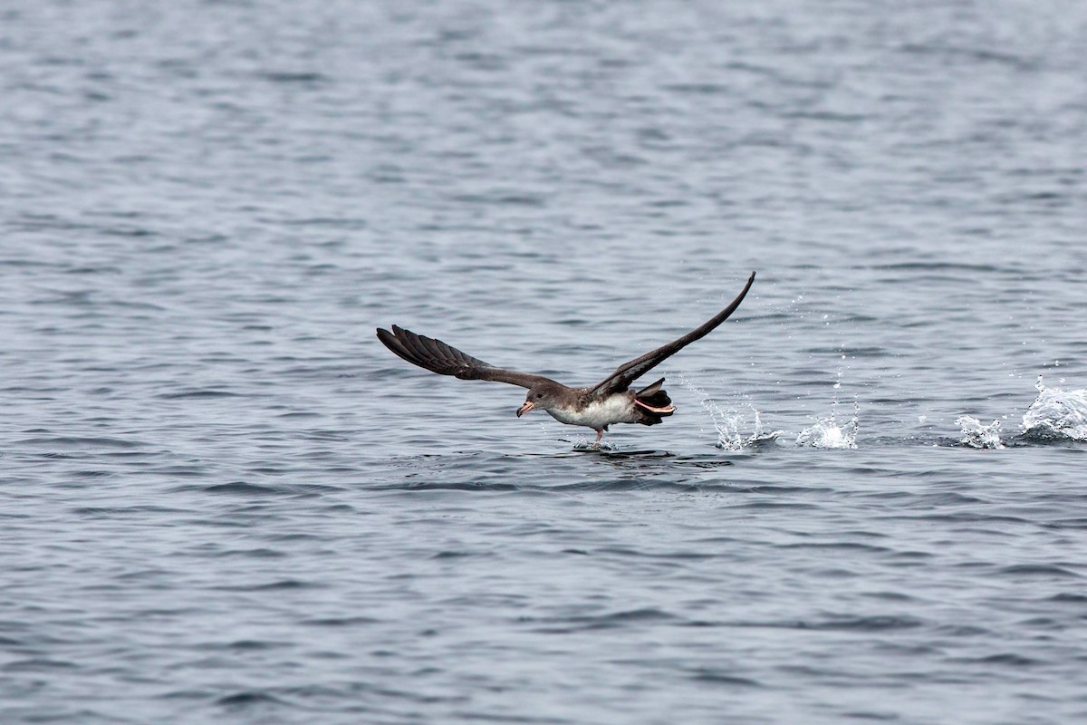 Pink-footed Shearwater - ML620521460