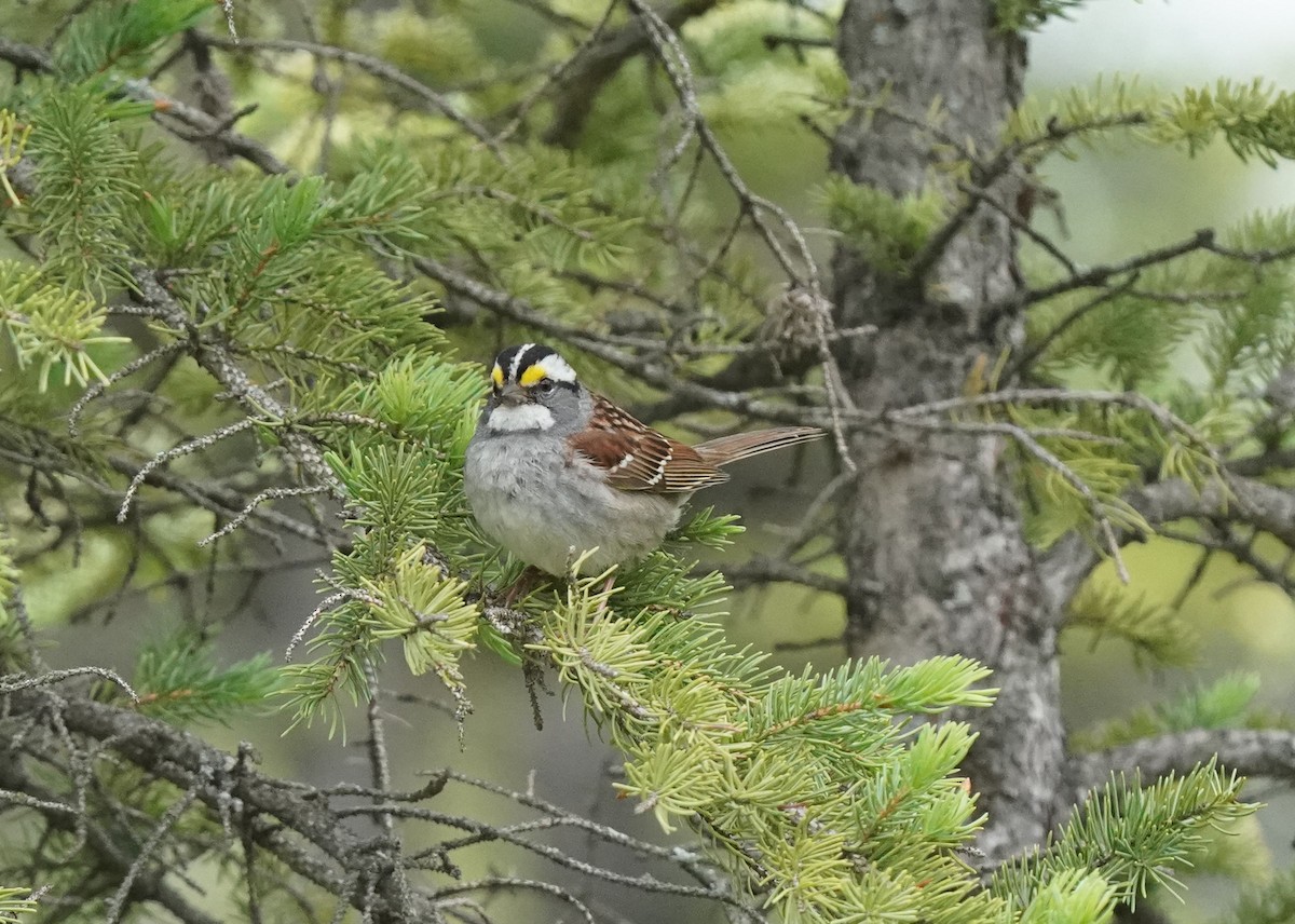 White-throated Sparrow - ML620521461