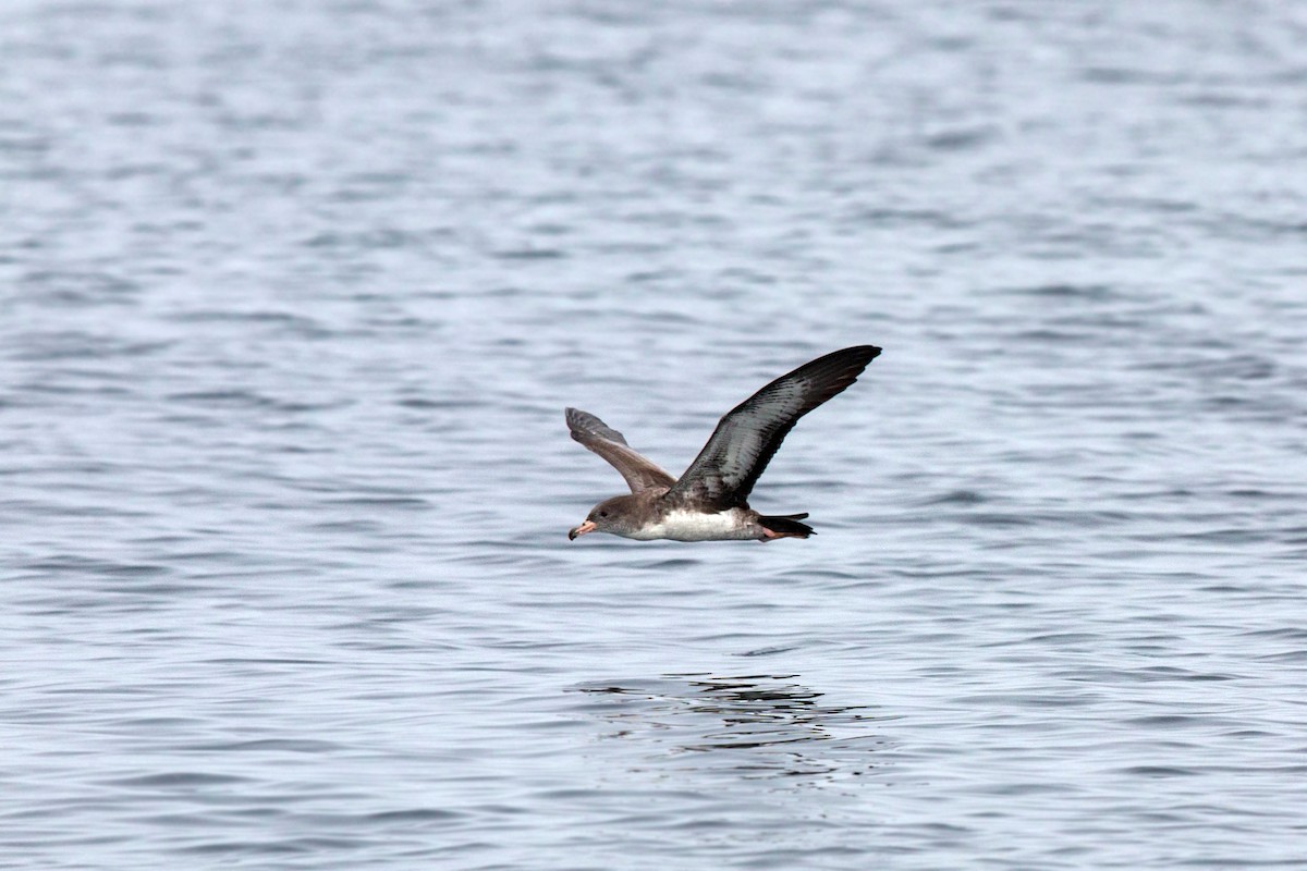 Pink-footed Shearwater - ML620521462