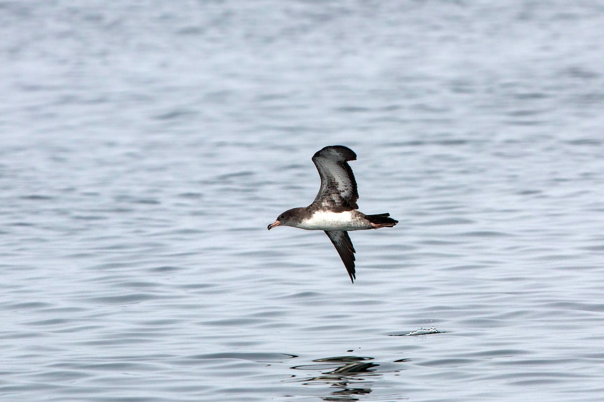 Pink-footed Shearwater - ML620521465