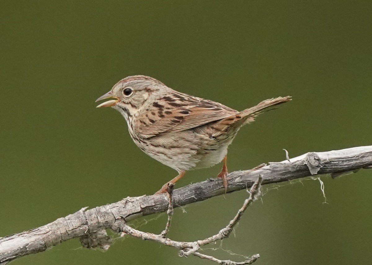 Lincoln's Sparrow - ML620521466