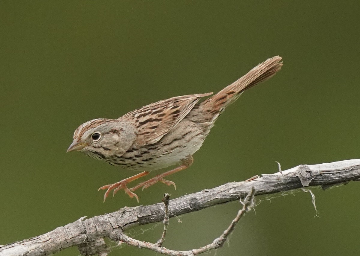 Lincoln's Sparrow - Pam Hardy