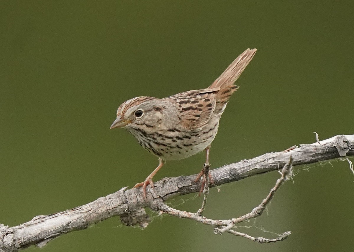 Lincoln's Sparrow - ML620521468