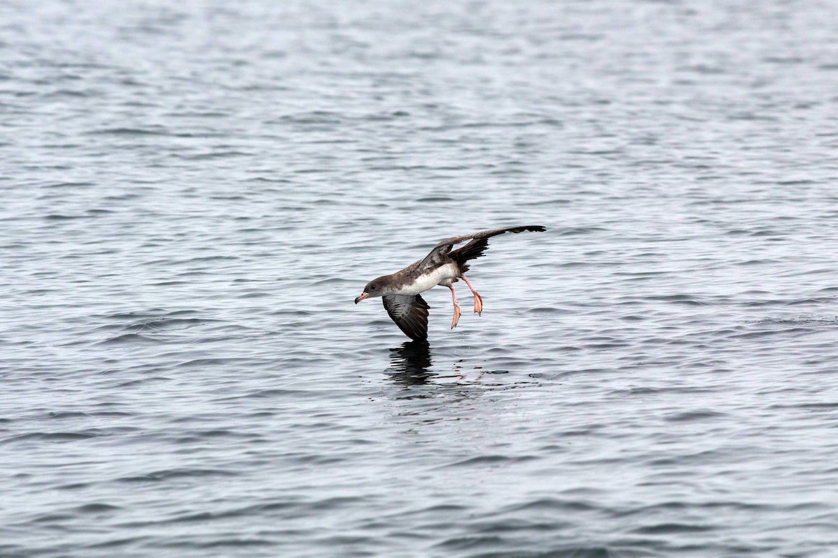 Pink-footed Shearwater - ML620521470