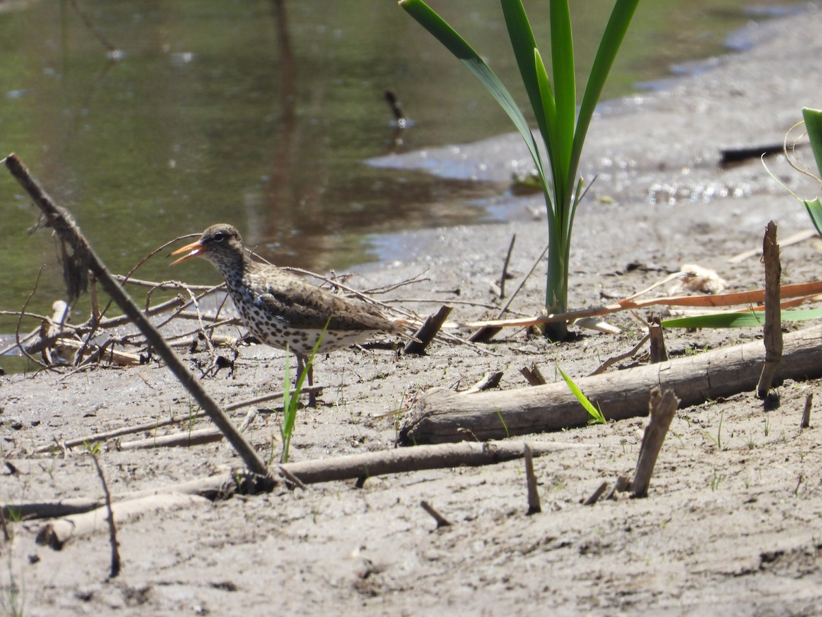 Spotted Sandpiper - Colby Neuman