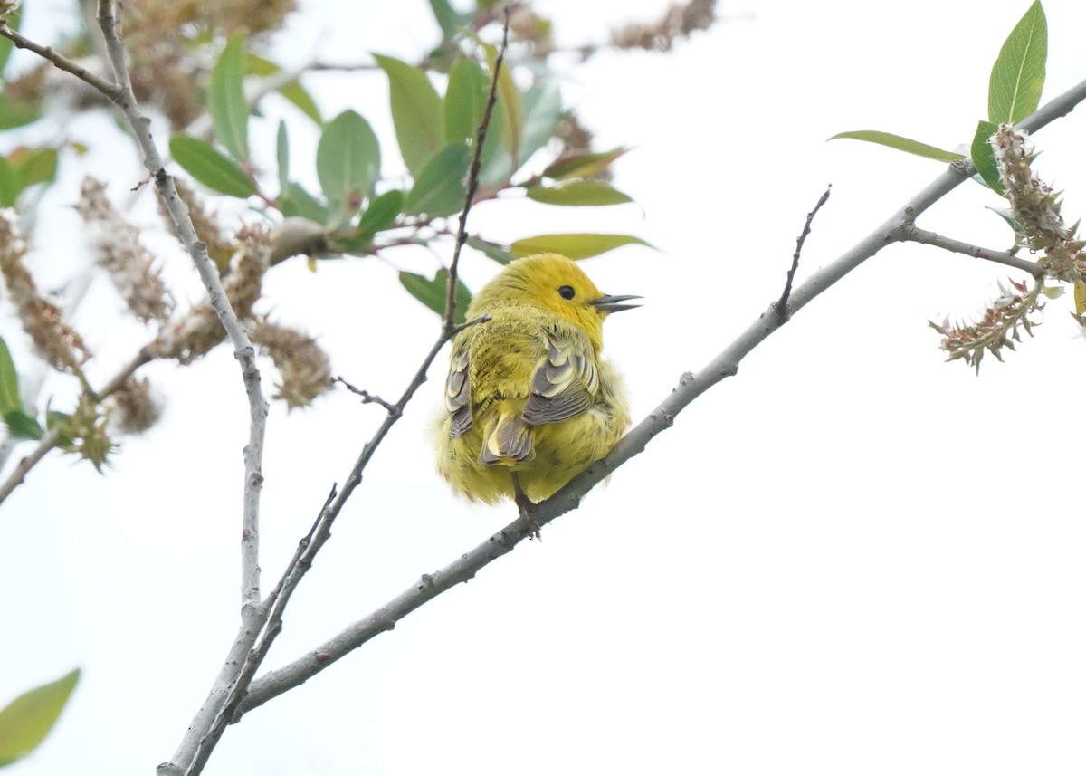 Yellow Warbler - ML620521473