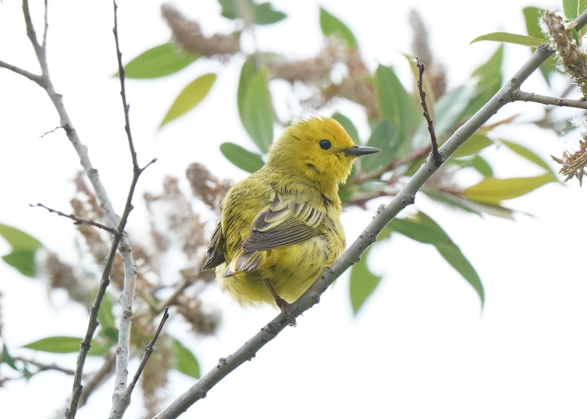 Yellow Warbler - ML620521474