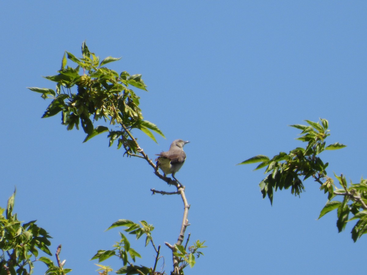 Northern Mockingbird - ML620521478