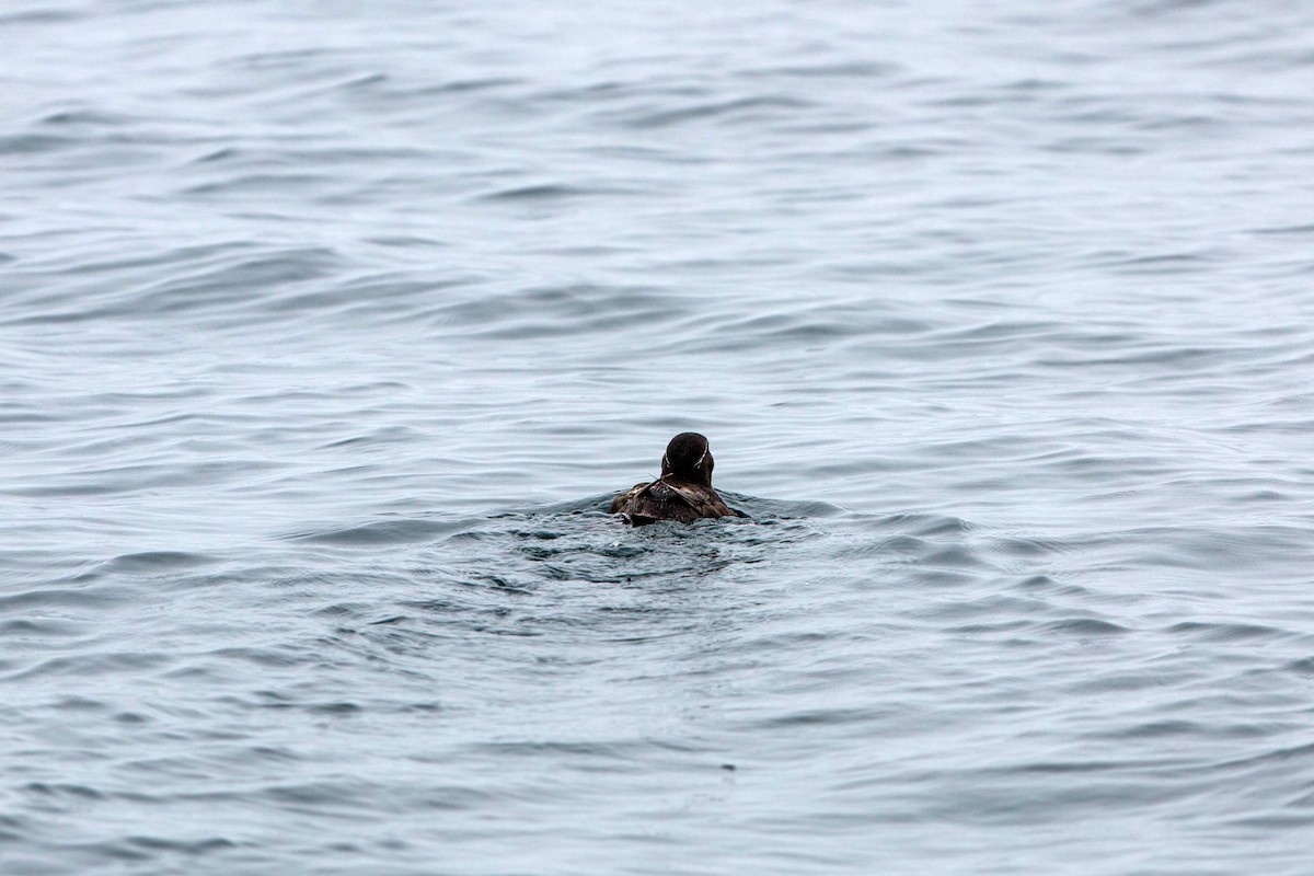 Rhinoceros Auklet - ML620521480