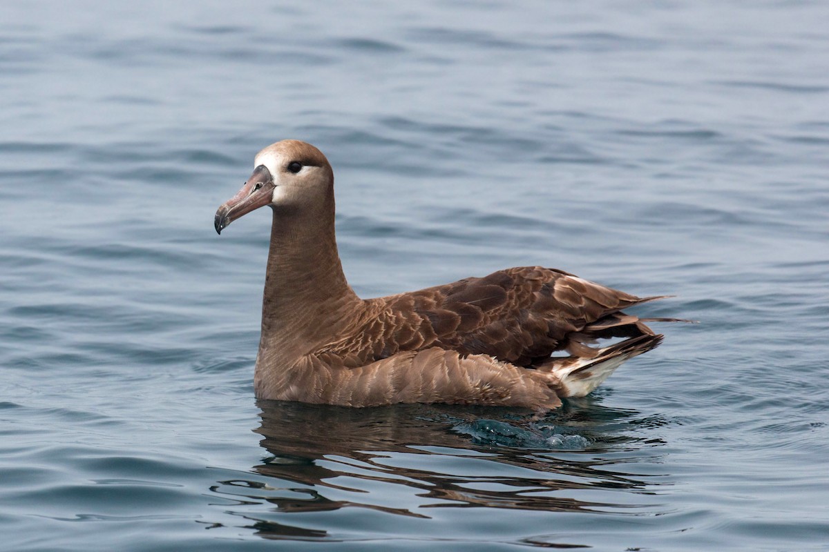 Albatros à pieds noirs - ML620521482