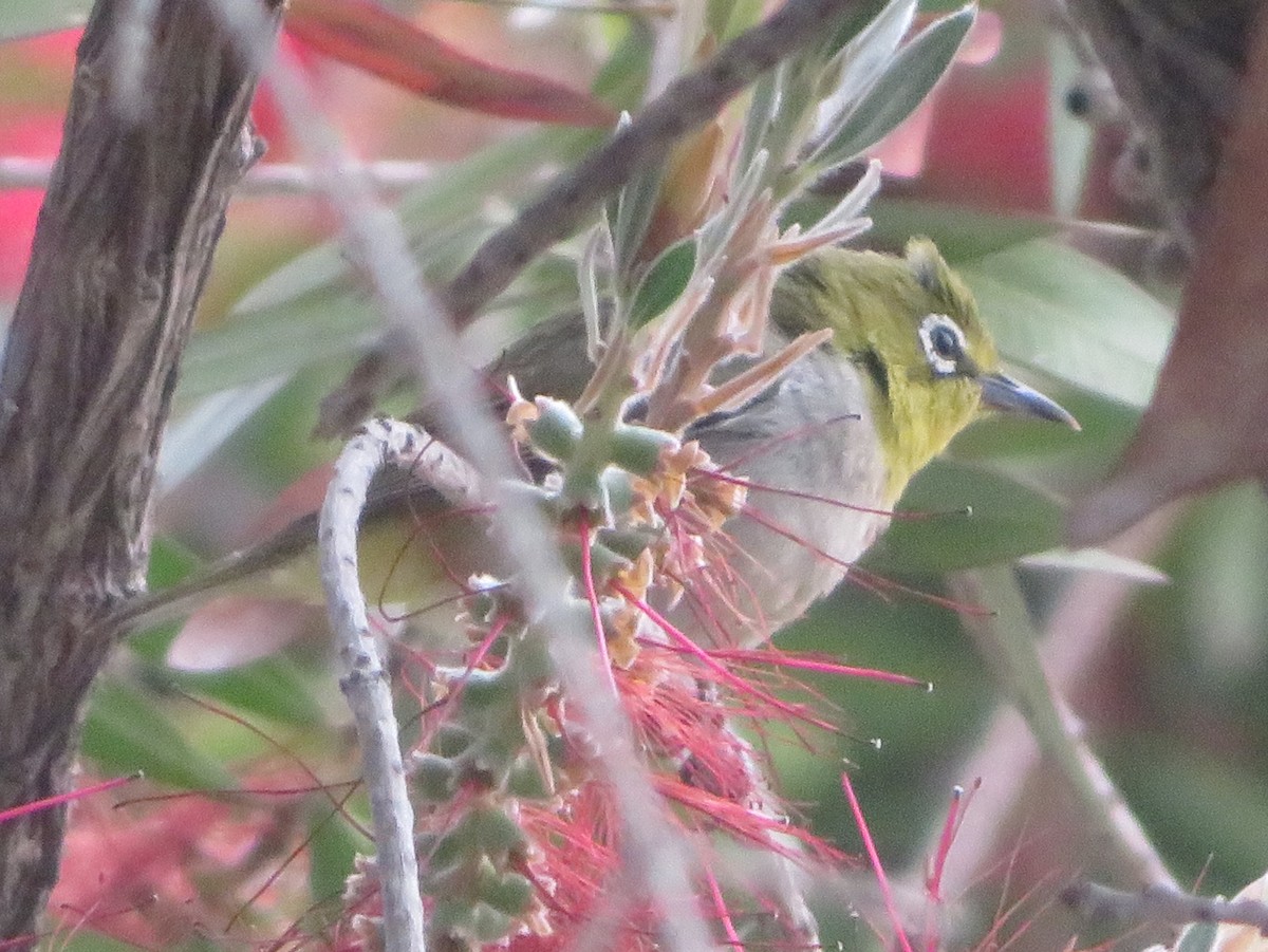 Swinhoe's White-eye - ML620521483