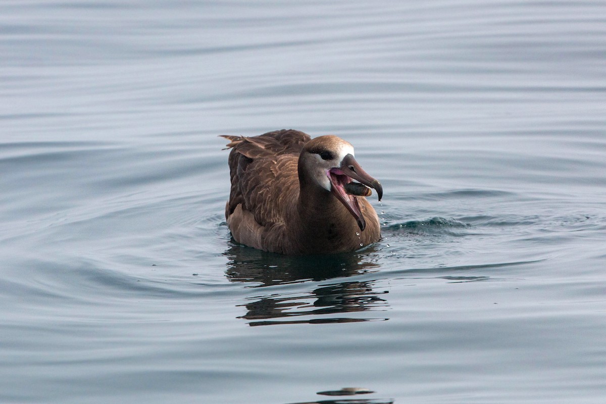 Black-footed Albatross - ML620521485