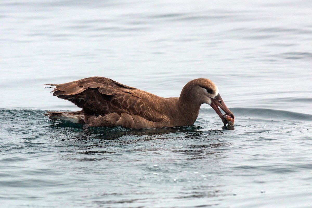 Albatros à pieds noirs - ML620521486