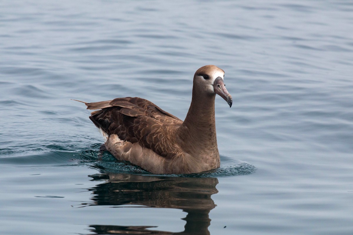 Albatros à pieds noirs - ML620521487