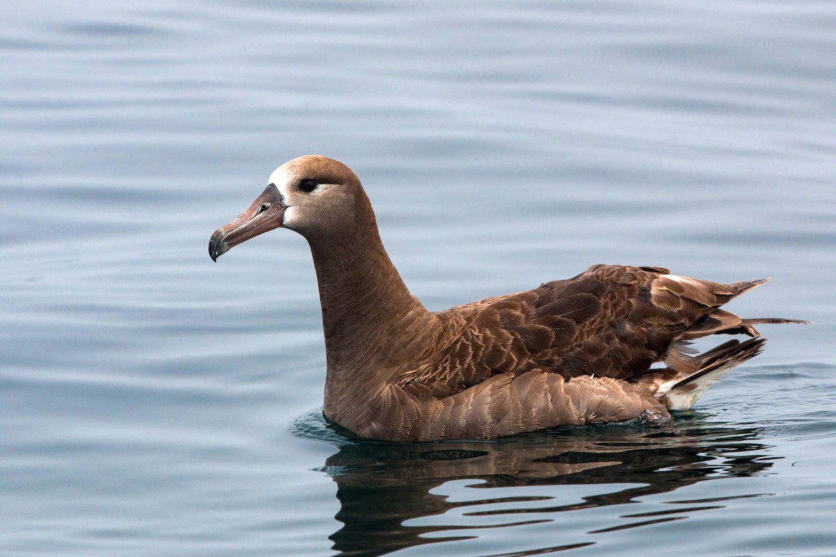 Albatros à pieds noirs - ML620521489