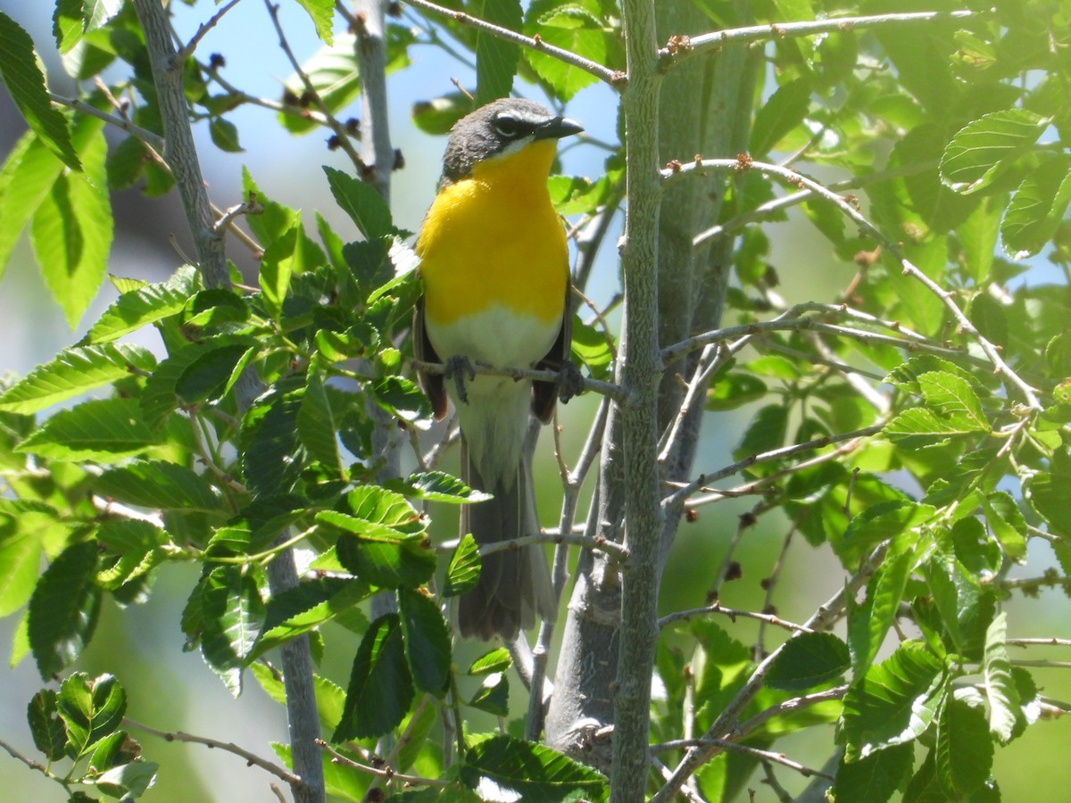 Yellow-breasted Chat (auricollis) - ML620521490