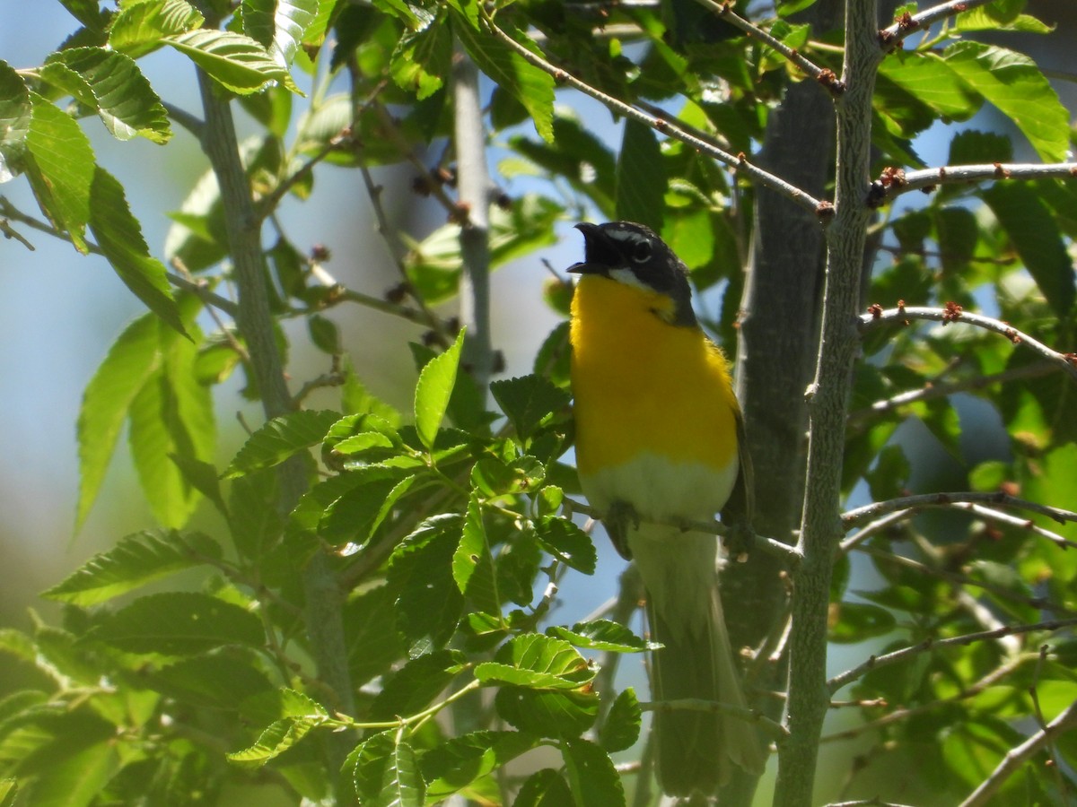 Yellow-breasted Chat (auricollis) - ML620521491