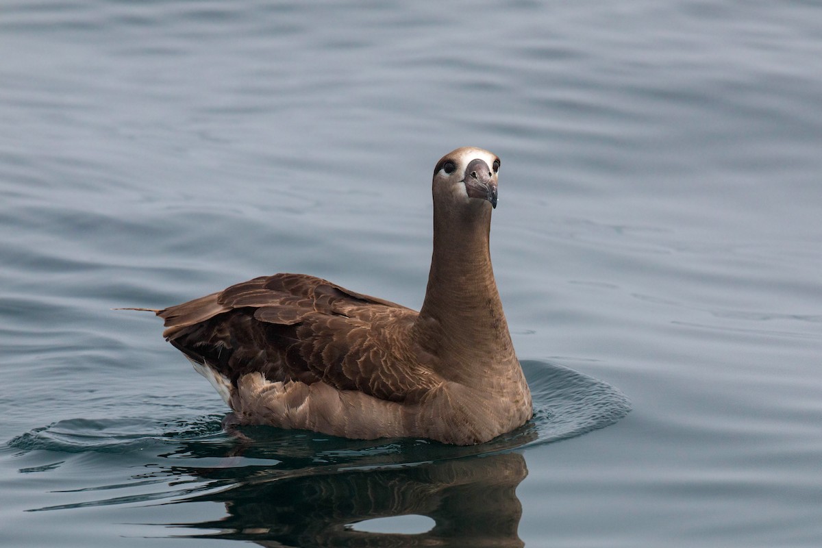 Albatros à pieds noirs - ML620521492