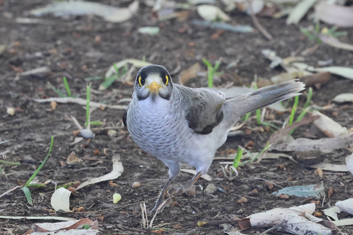 Noisy Miner - ML620521495