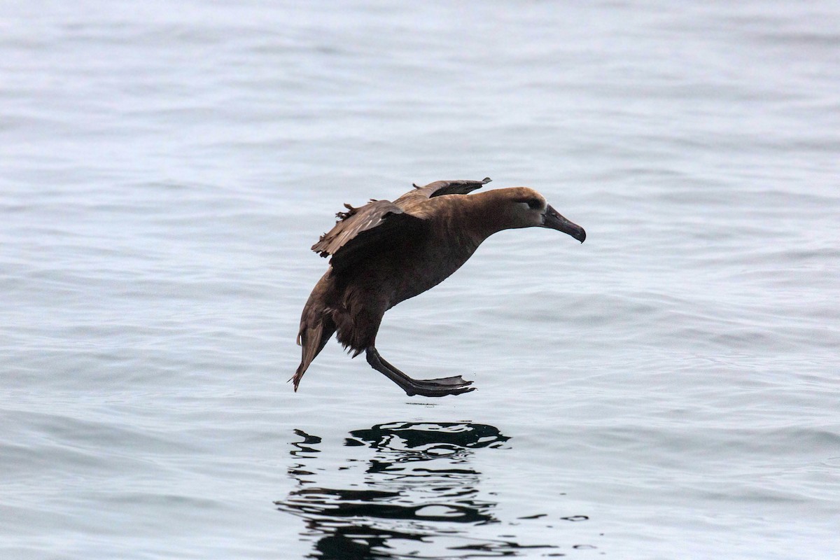 Albatros à pieds noirs - ML620521498