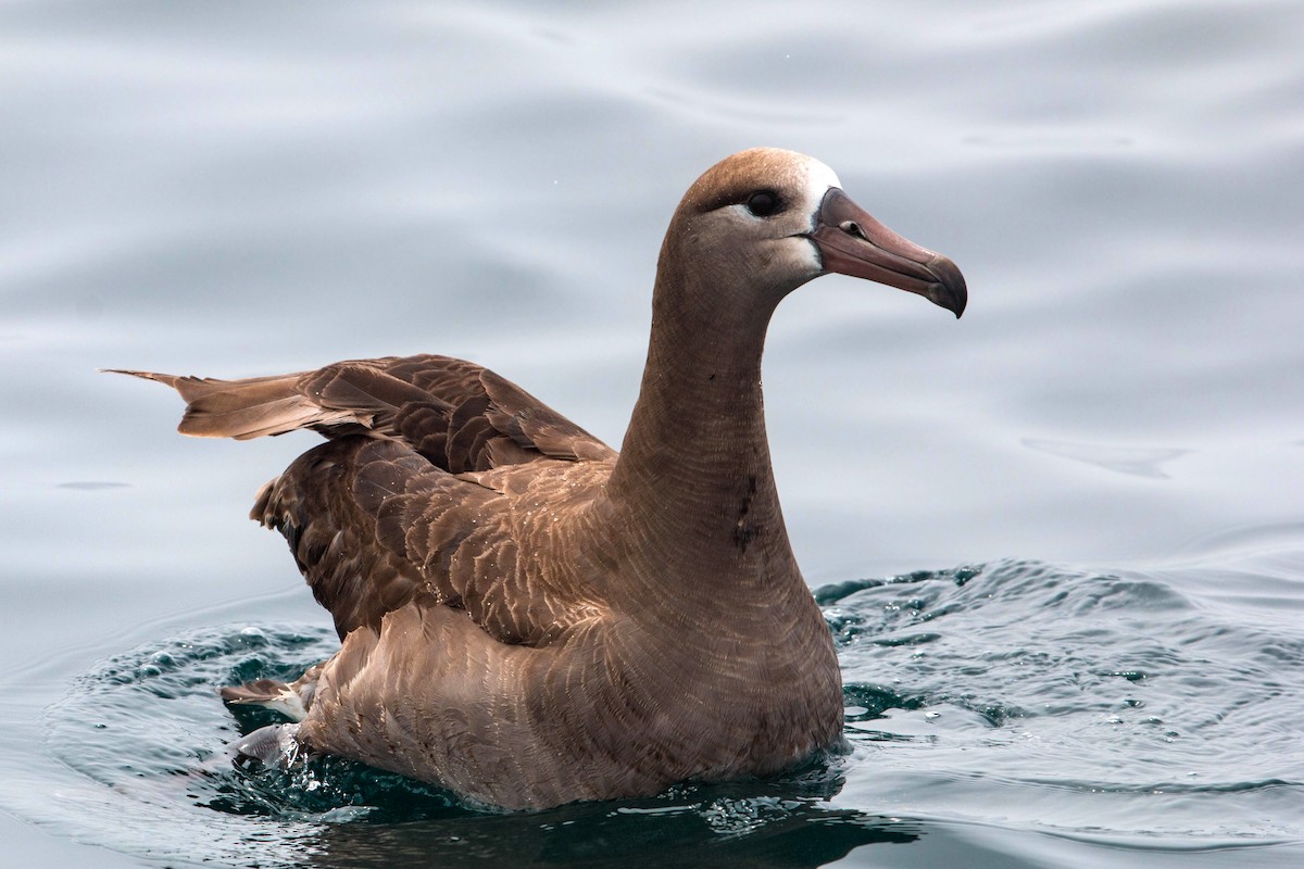 Albatros à pieds noirs - ML620521500