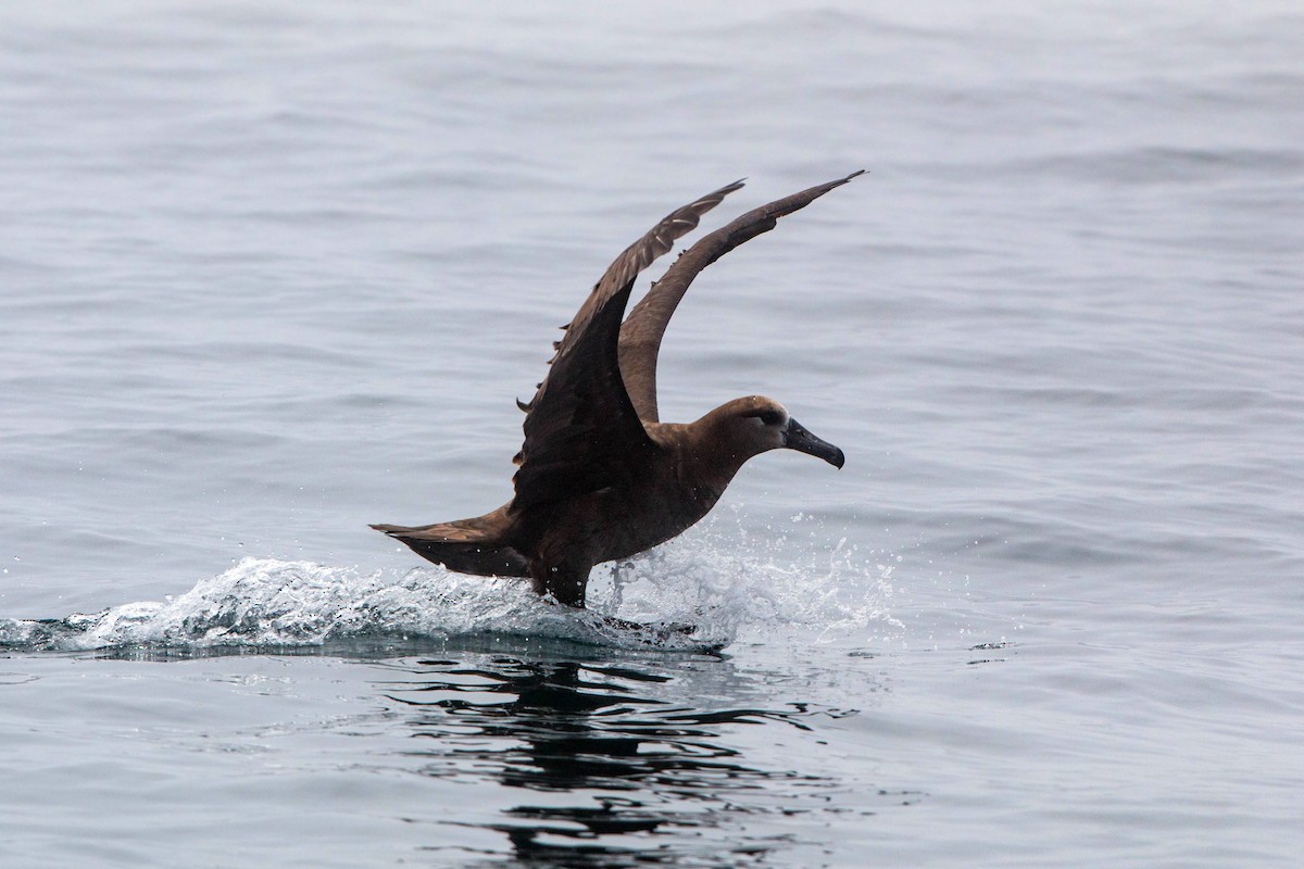 albatros černonohý - ML620521503